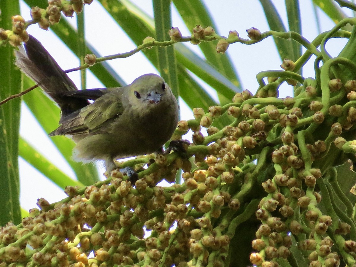 Palm Tanager - ML304555811