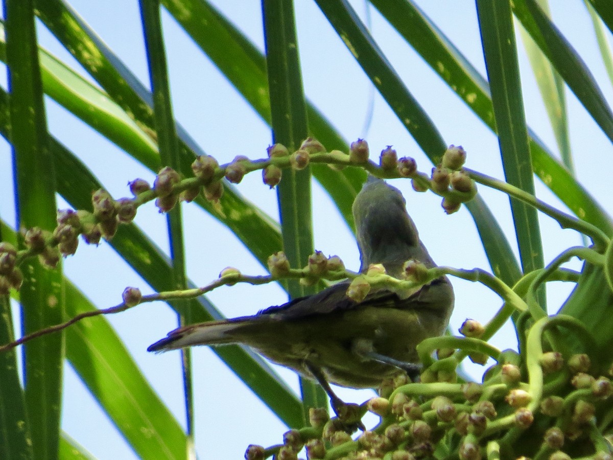 Palm Tanager - ML304555831