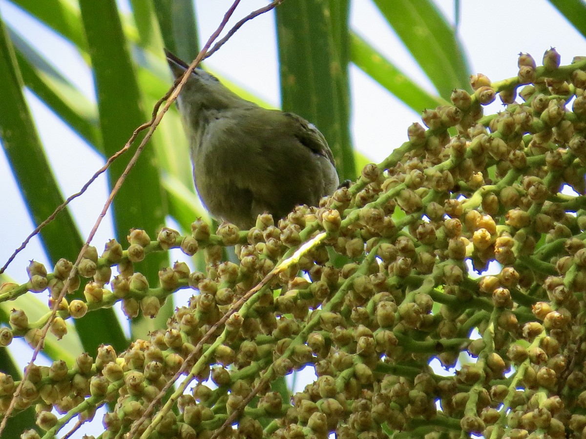 Palm Tanager - ML304555841