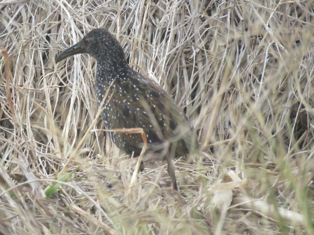 Spotted Rail - ML304556221