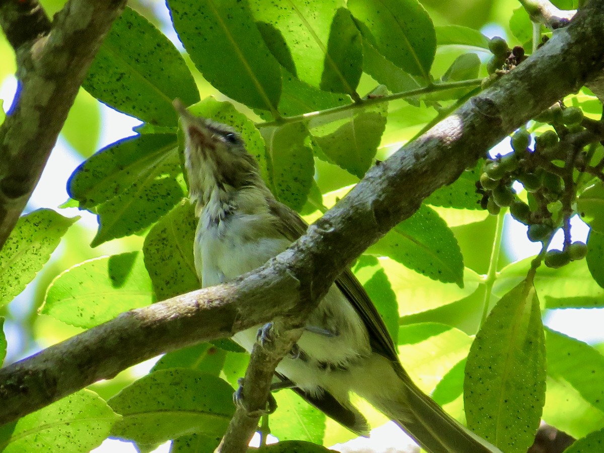 Pale-breasted Thrush - ML304556561
