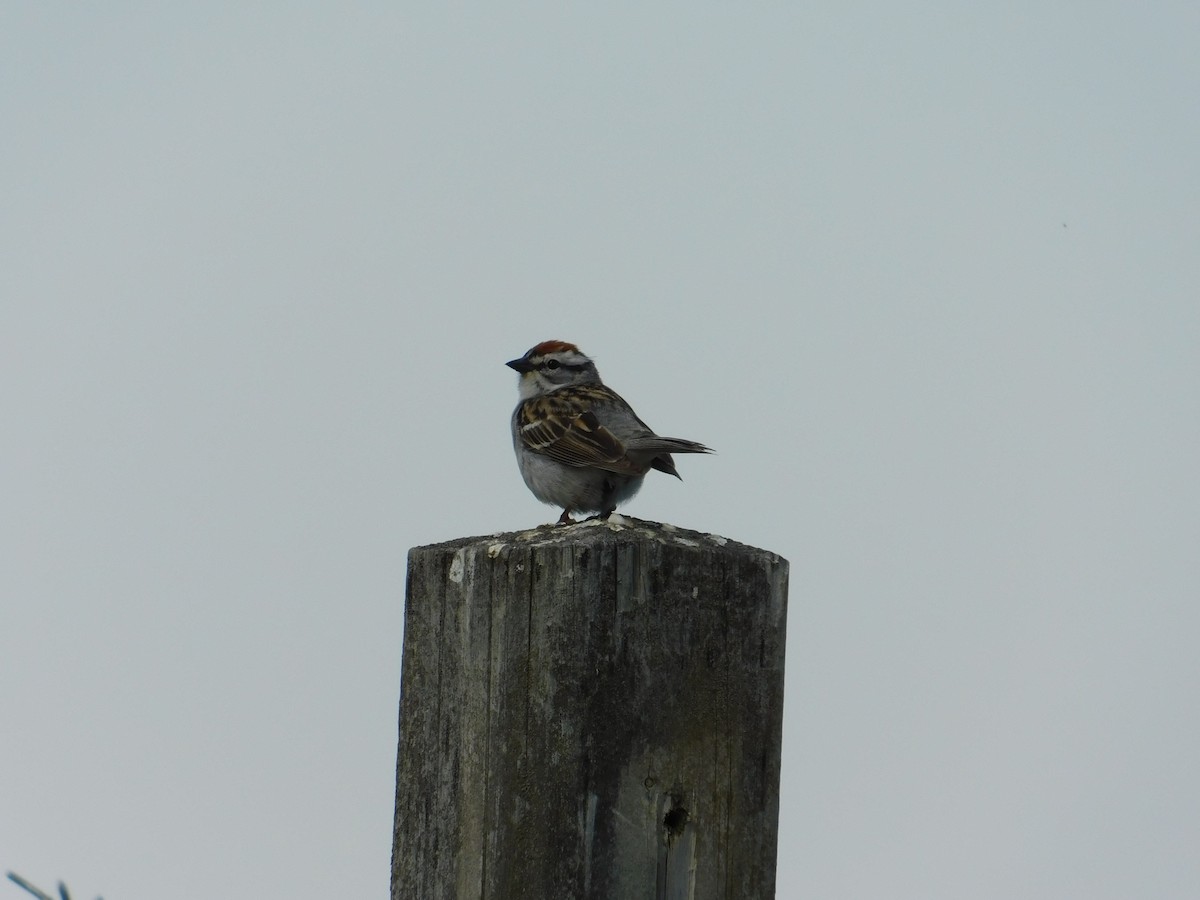 eBird Checklist - 5 Jun 2020 - Kentville Ravine - 26 species