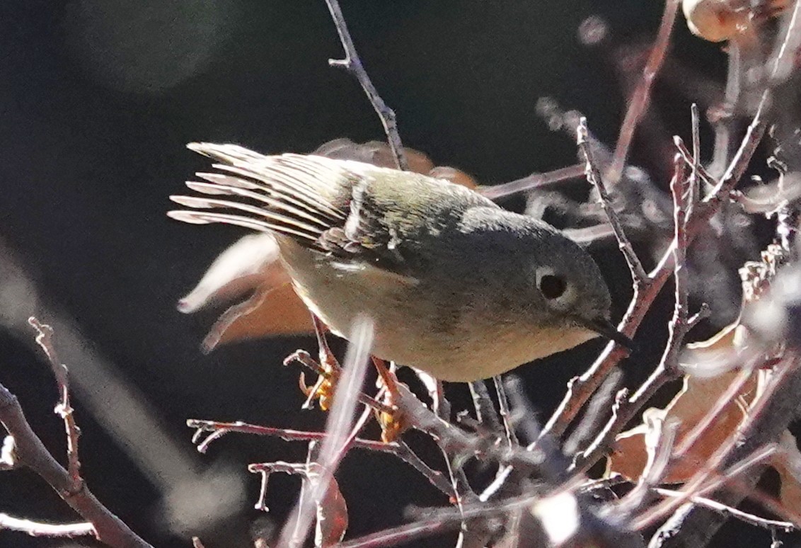 Ruby-crowned Kinglet - Deanna MacPhail