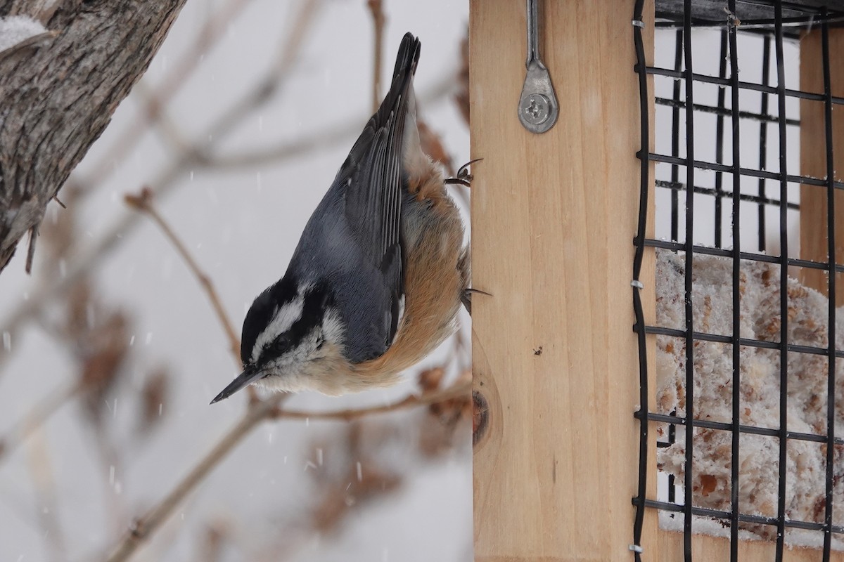 Red-breasted Nuthatch - ML304570721
