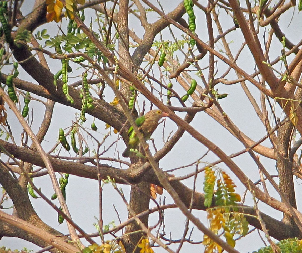 Lineated Barbet - ML30457491