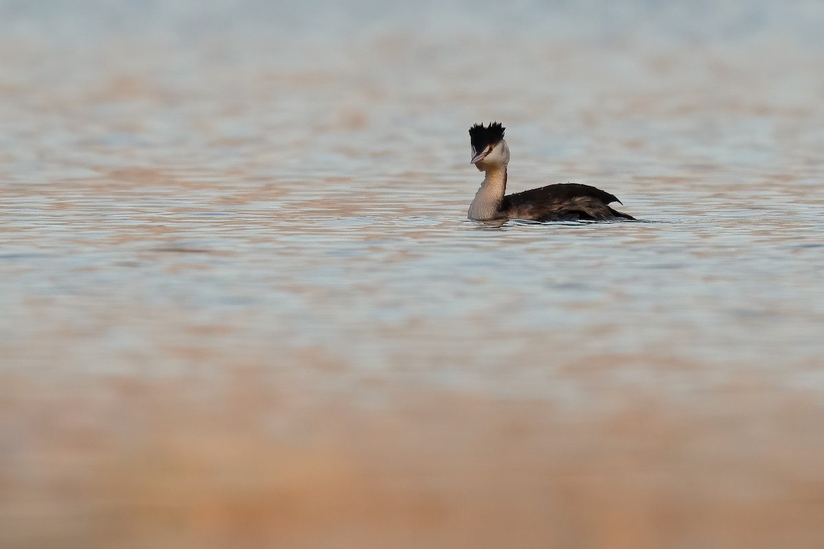 Great Crested Grebe - Ben  Lucking