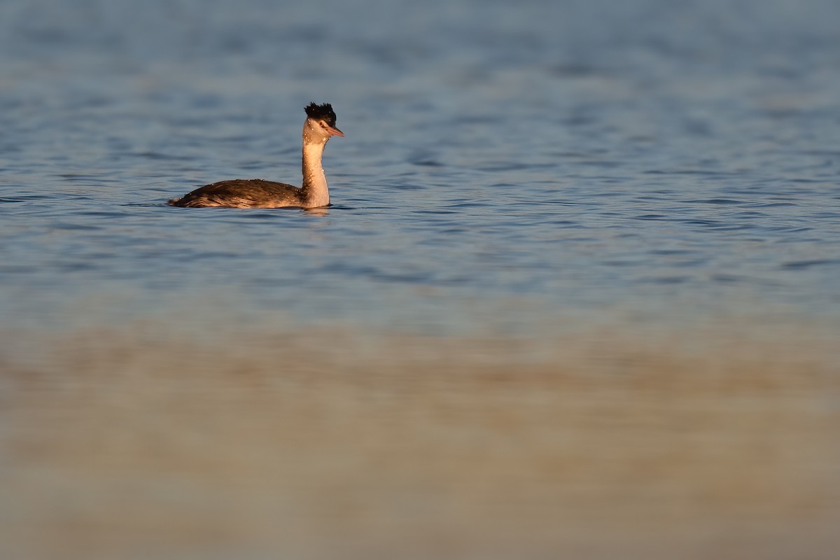 Great Crested Grebe - ML304575931