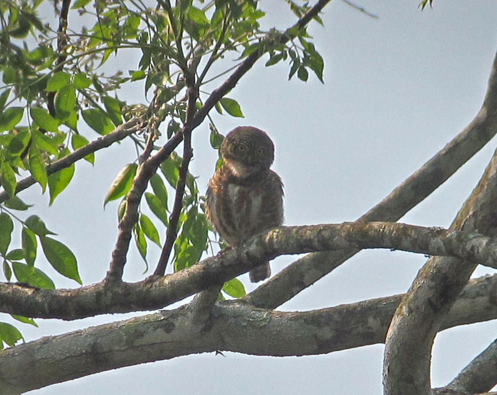 Collared Owlet - ML30458131