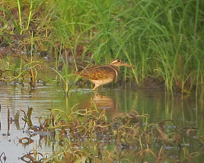 Greater Painted-Snipe - Tom Edell