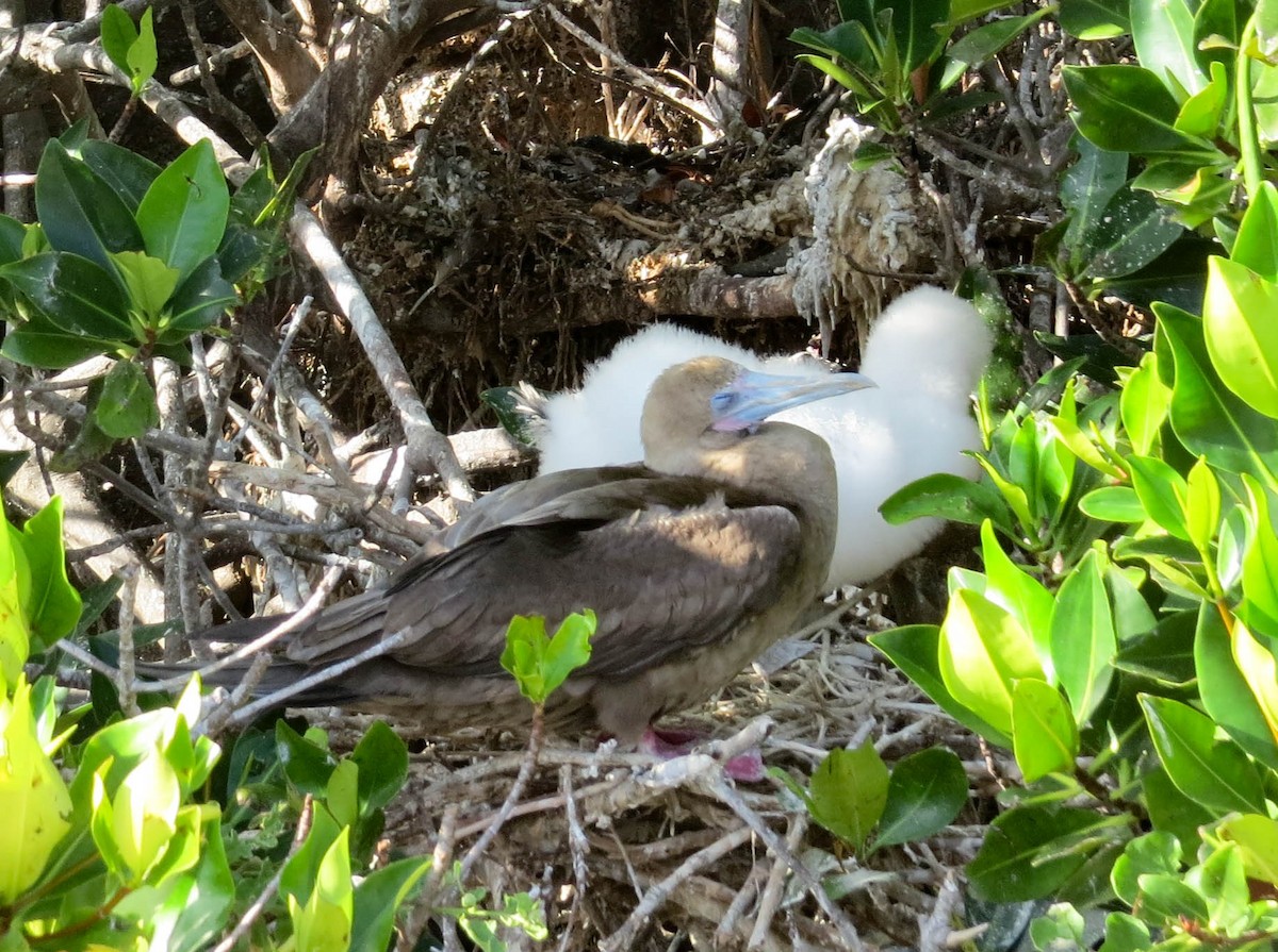 Red-footed Booby - ML304585861