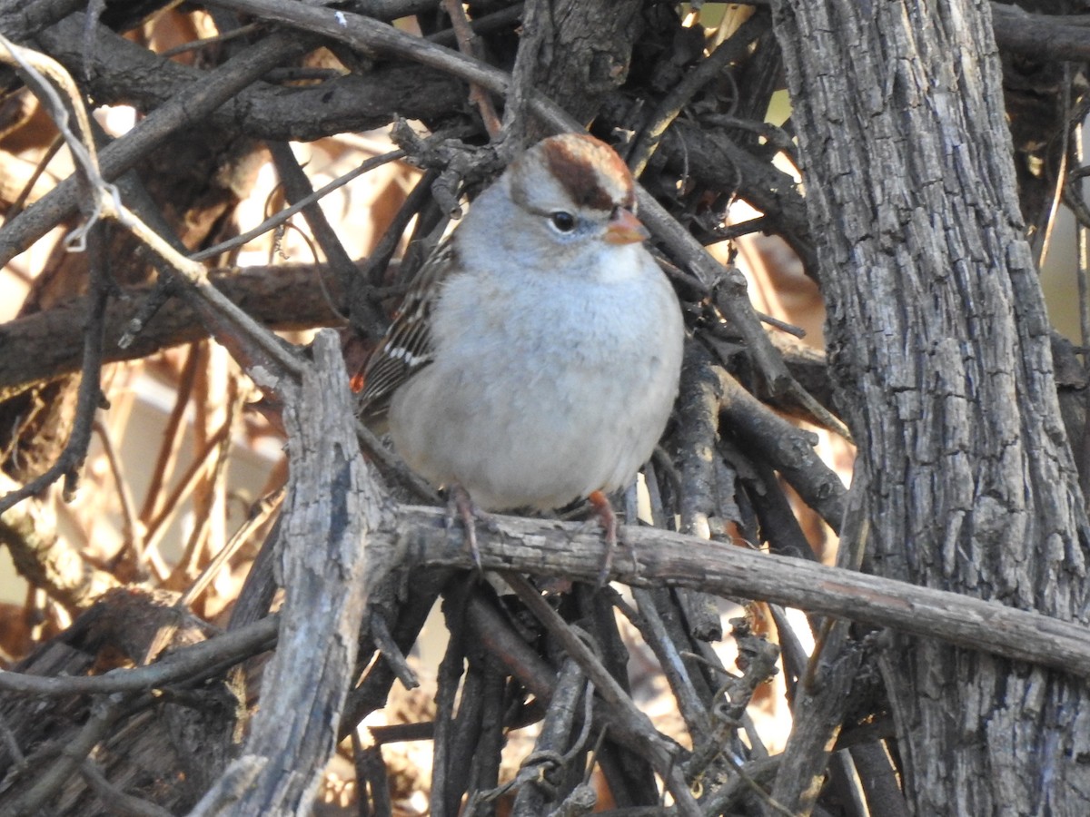 White-crowned Sparrow - ML304587221