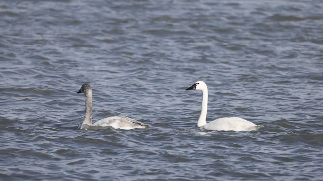 Tundra Swan (Whistling) - ML304589721