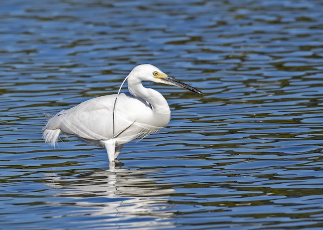 Little Egret? Do they exist with these colors? : r/birding