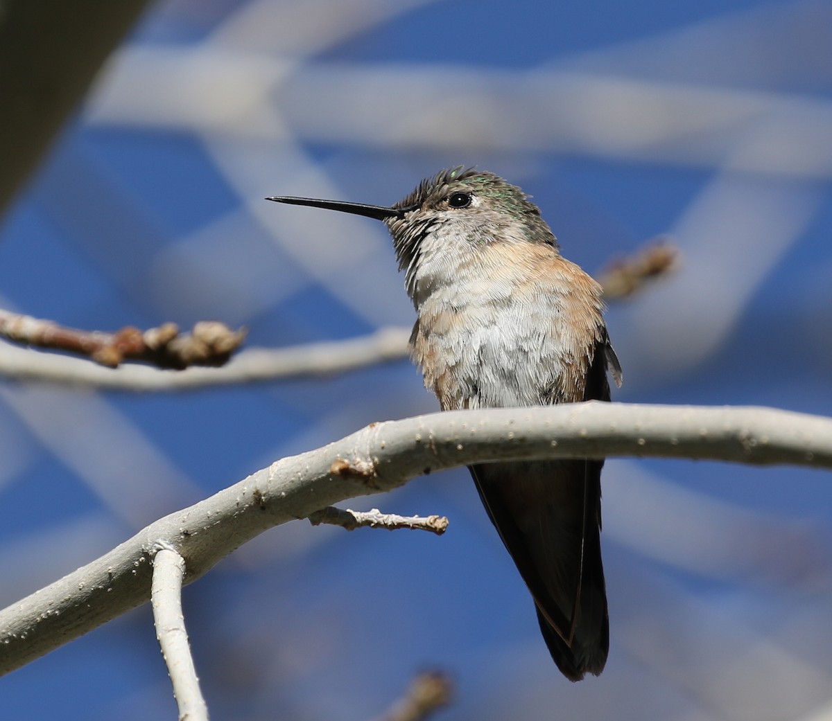 Broad-tailed Hummingbird - ML304594621