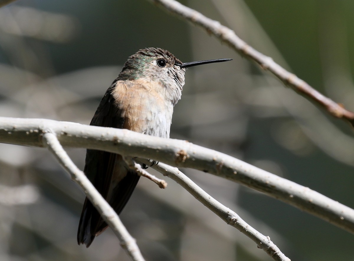 Broad-tailed Hummingbird - Matthew Grube