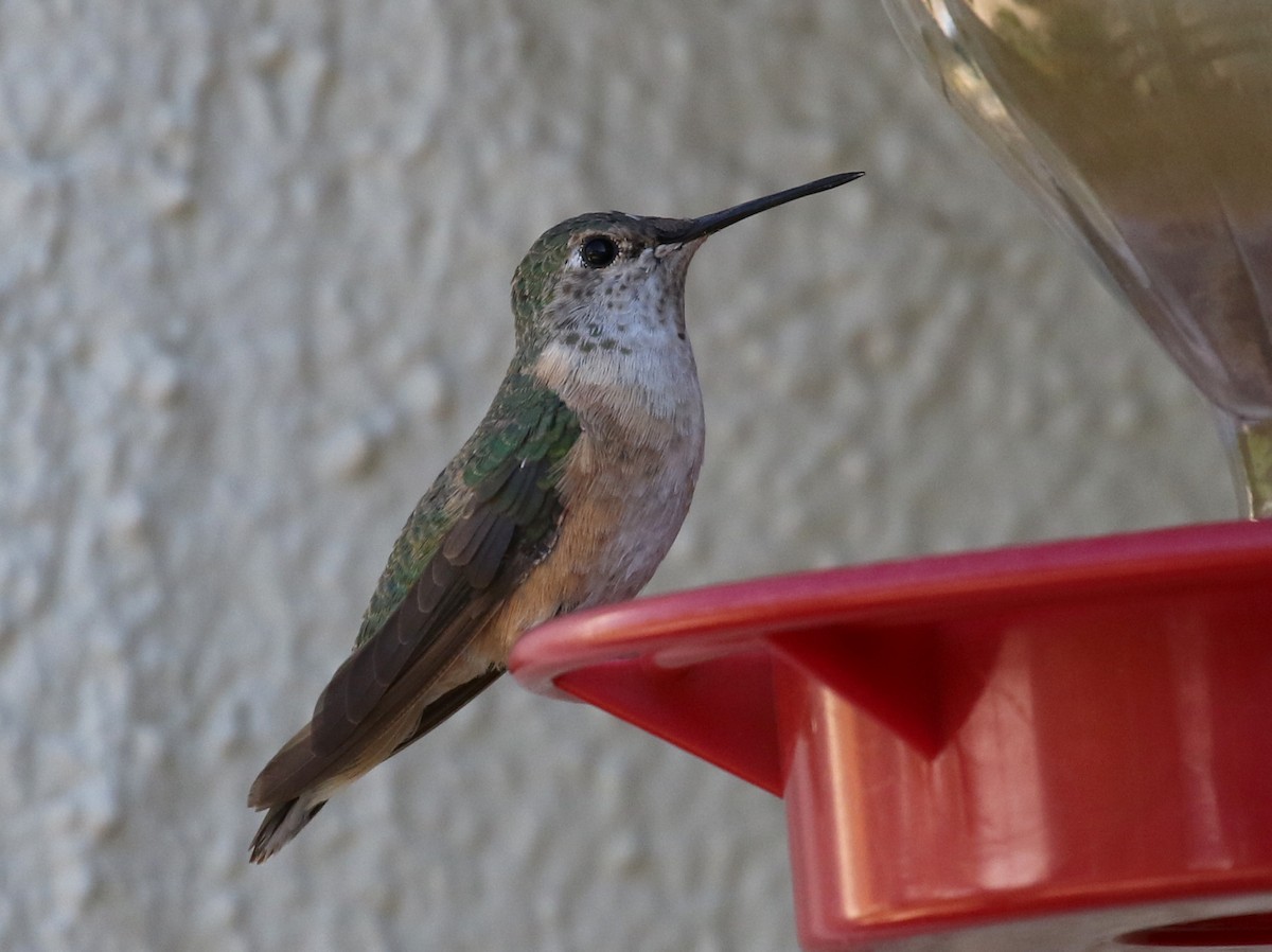 Broad-tailed Hummingbird - ML304594641