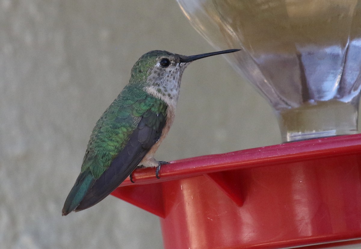 Broad-tailed Hummingbird - ML304594651