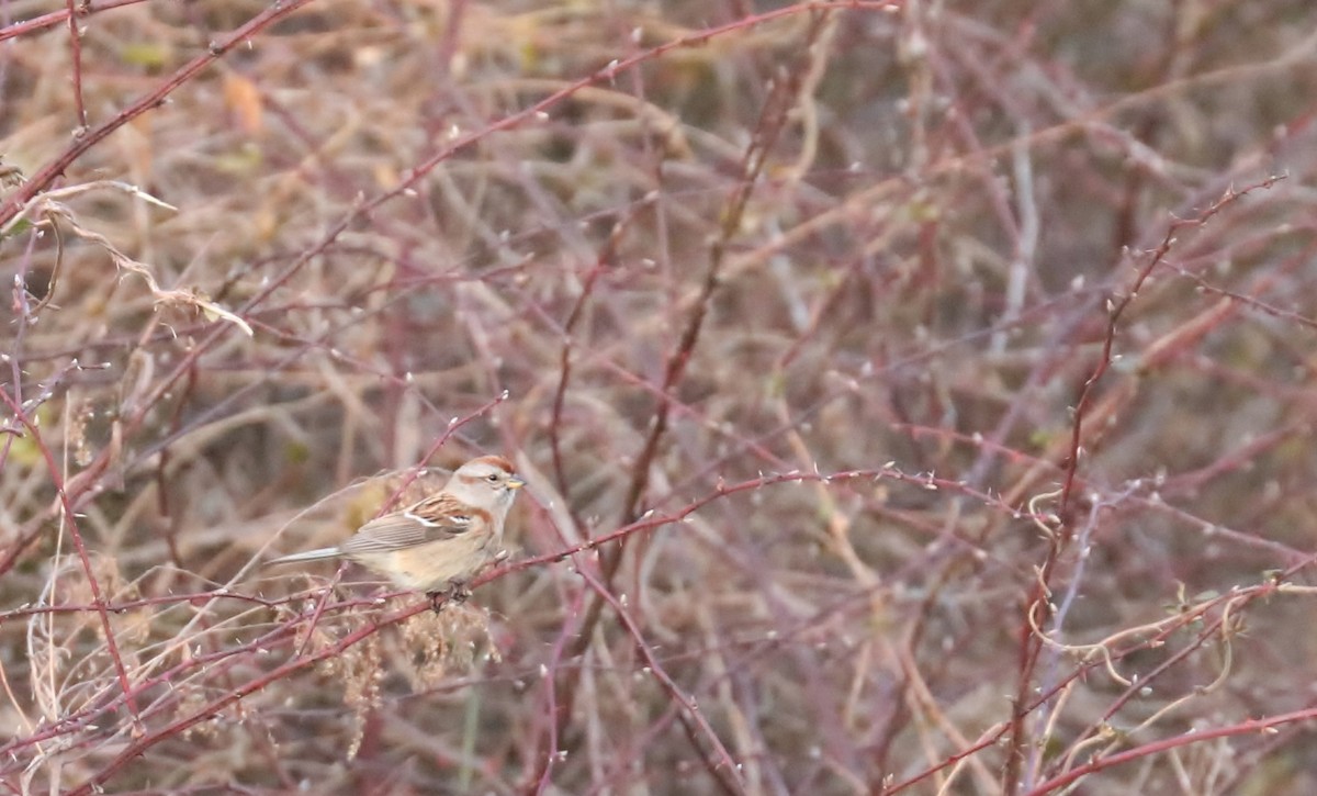 American Tree Sparrow - ML304596001
