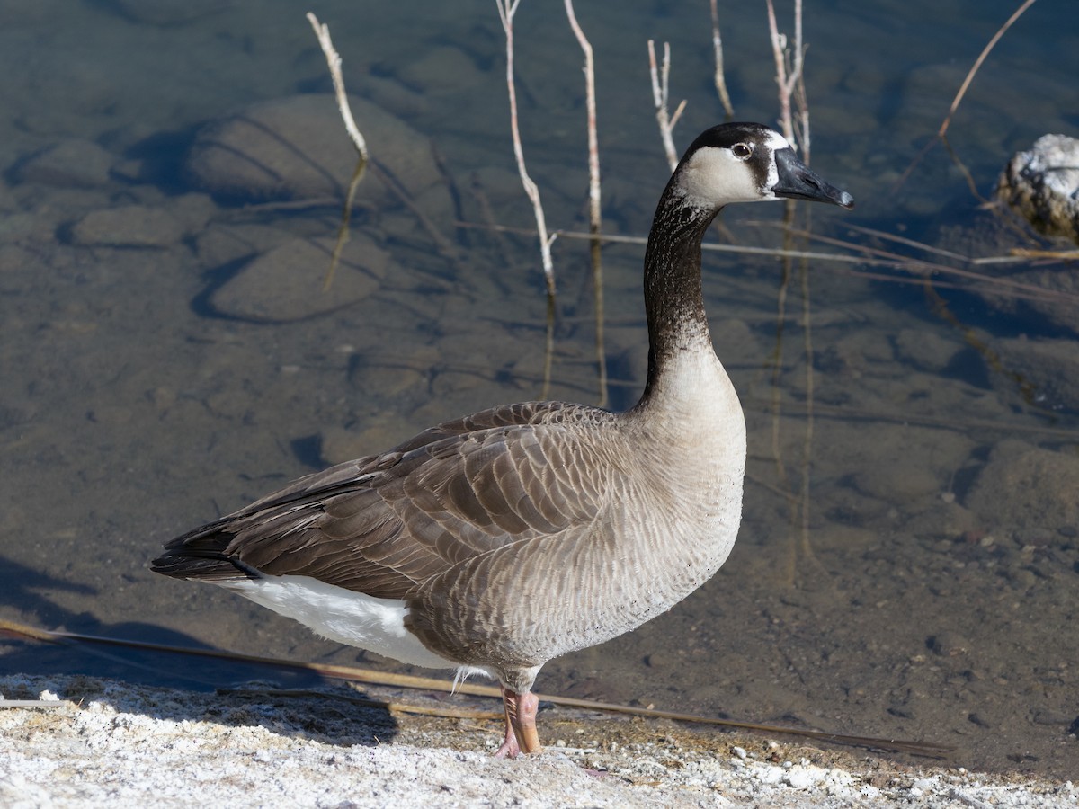 Swan Goose x Canada Goose (hybrid) - ML304596611