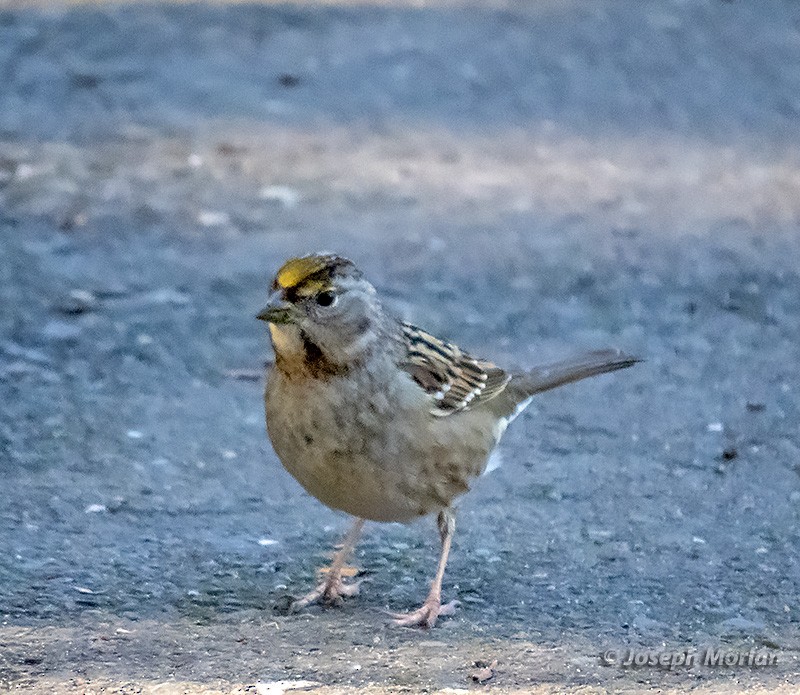 Golden-crowned Sparrow - Joseph Morlan