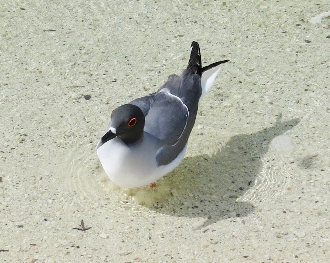 Swallow-tailed Gull - ML304600861