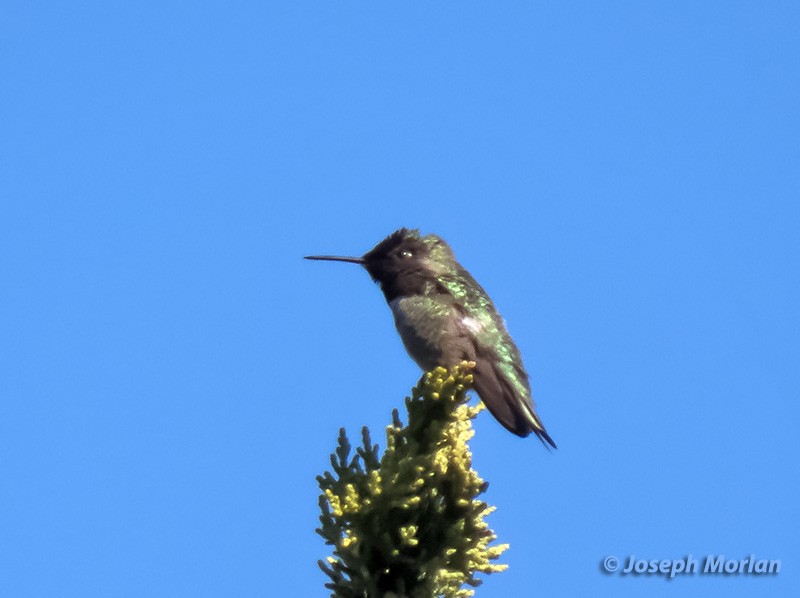 Anna's Hummingbird - ML304601951