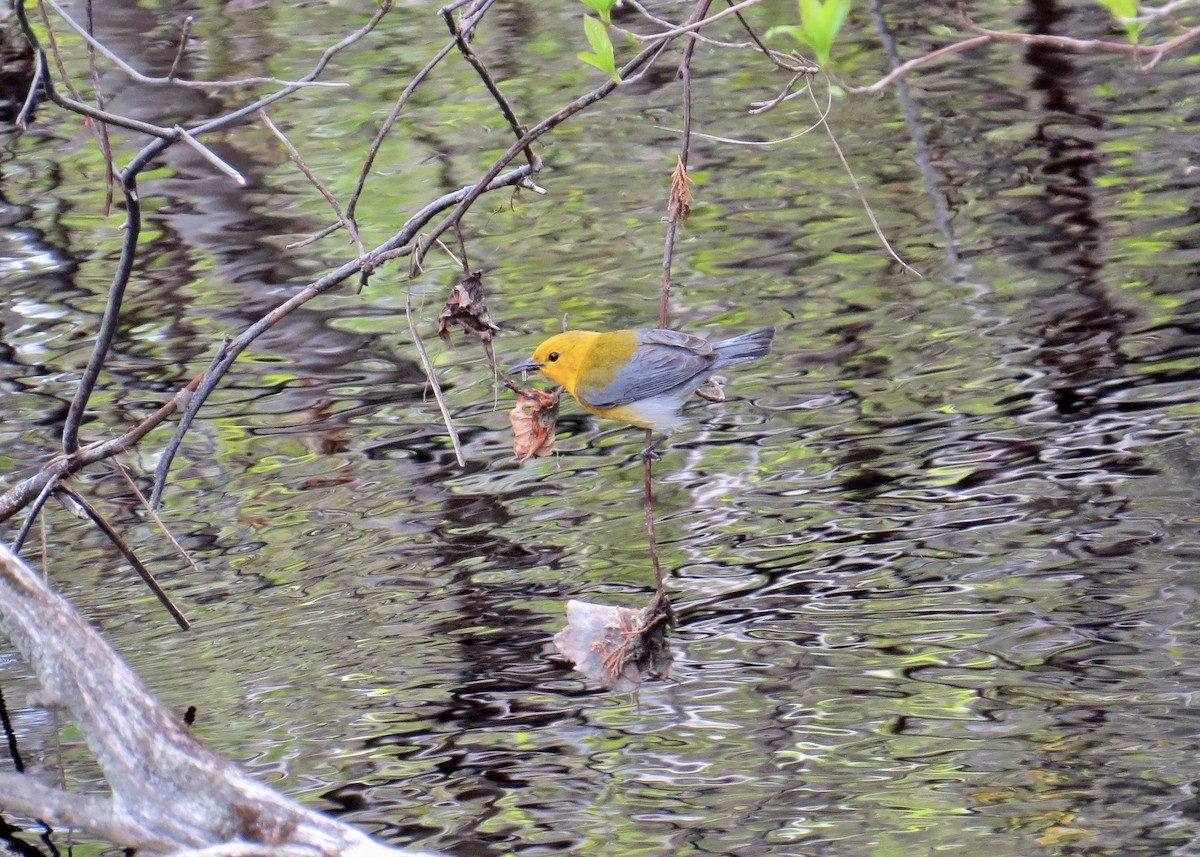 Prothonotary Warbler - ML304605021