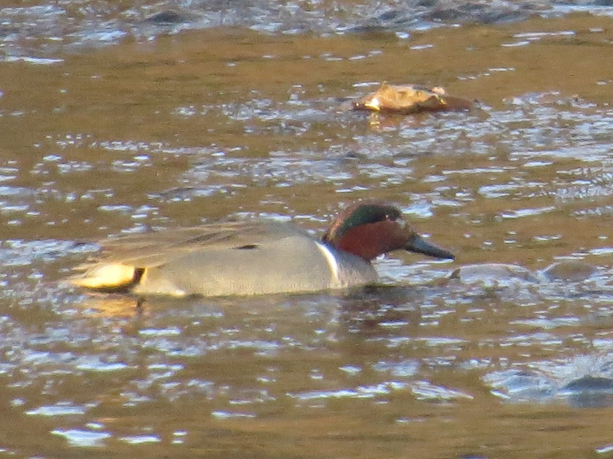 Green-winged Teal - ML304610331