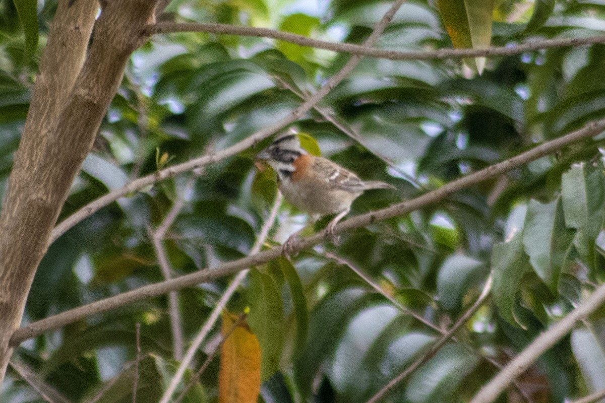 Rufous-collared Sparrow - ML304615751