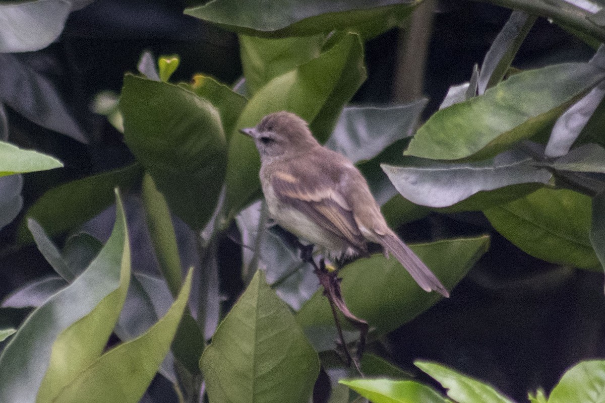 Northern Mouse-colored Tyrannulet - ML304616721