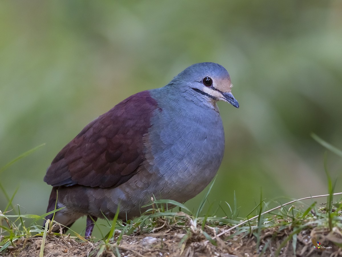 Buff-fronted Quail-Dove - ML304619551