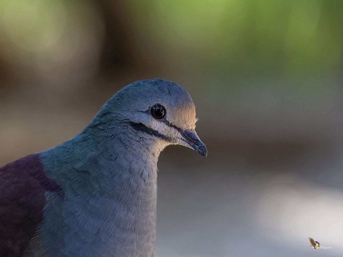 Buff-fronted Quail-Dove - ML304619601