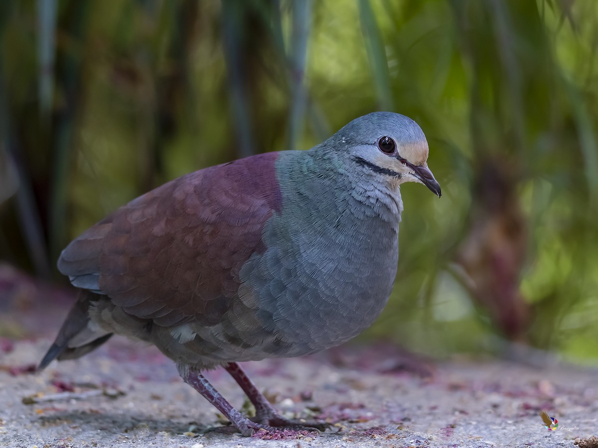 Buff-fronted Quail-Dove - ML304619631