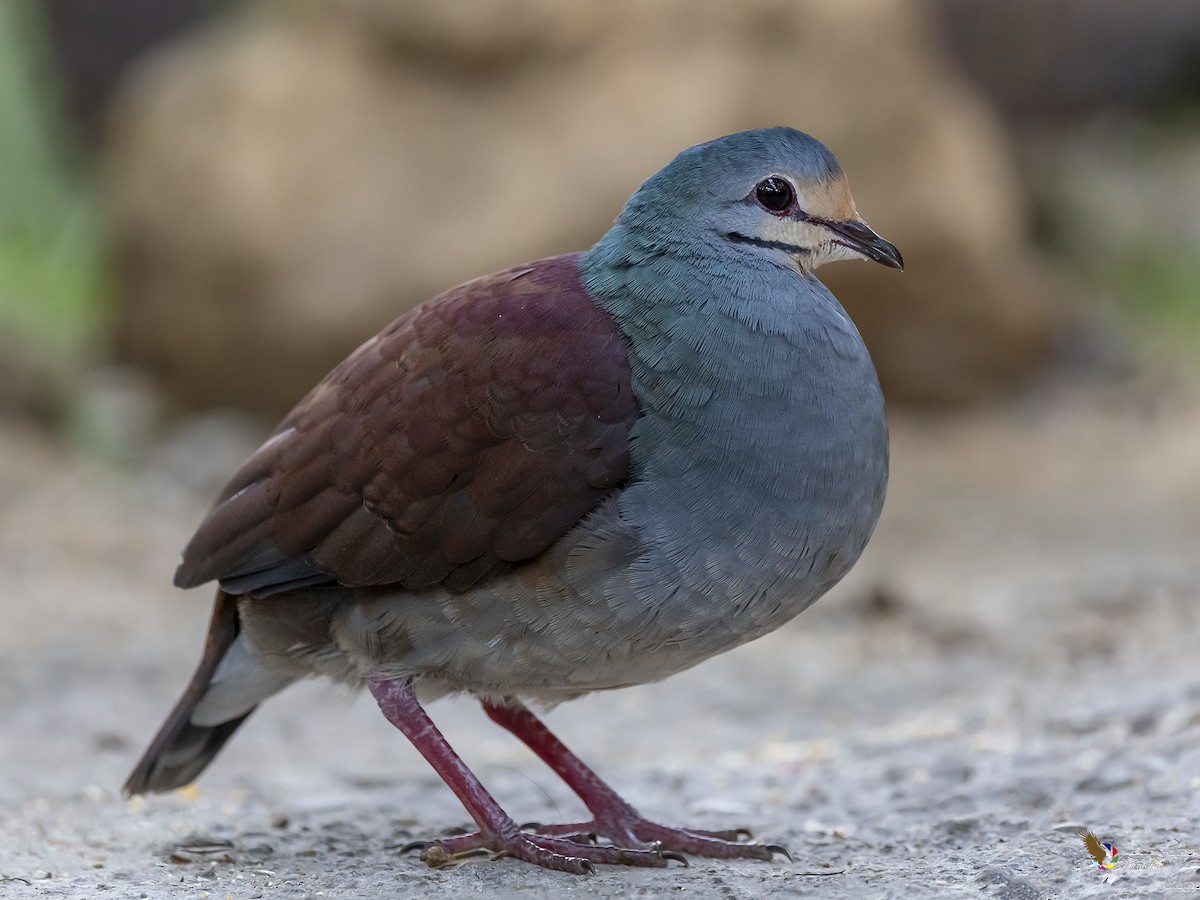 Buff-fronted Quail-Dove - ML304619651