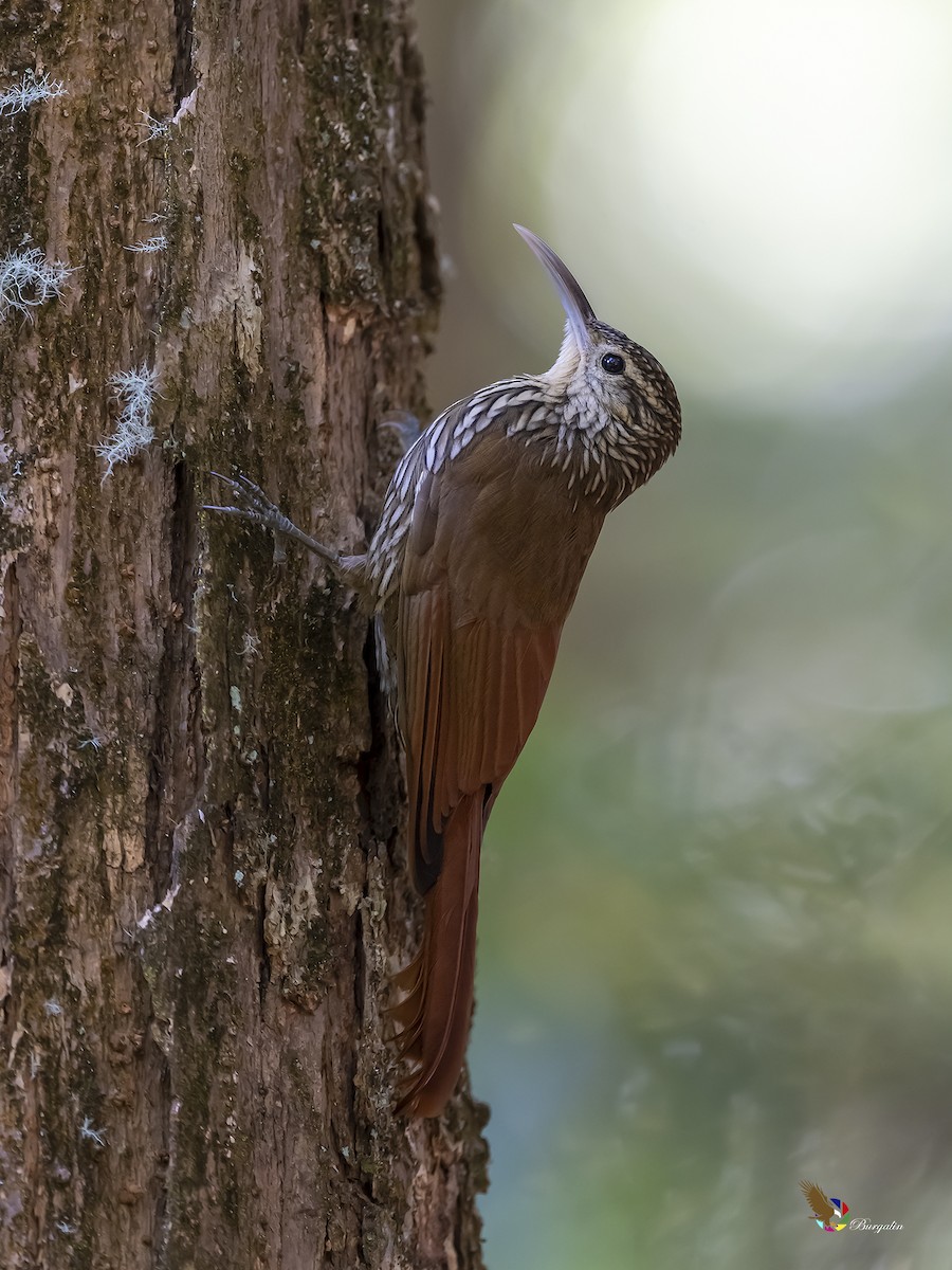 Spot-crowned Woodcreeper - ML304621551
