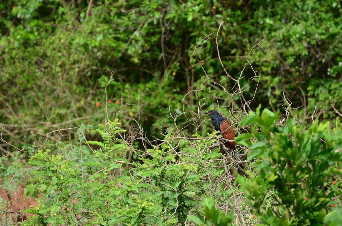 Greater Coucal (Southern) - Malyasri Bhattacharya