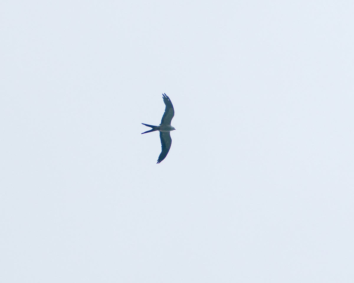 Swallow-tailed Kite - ML304626191