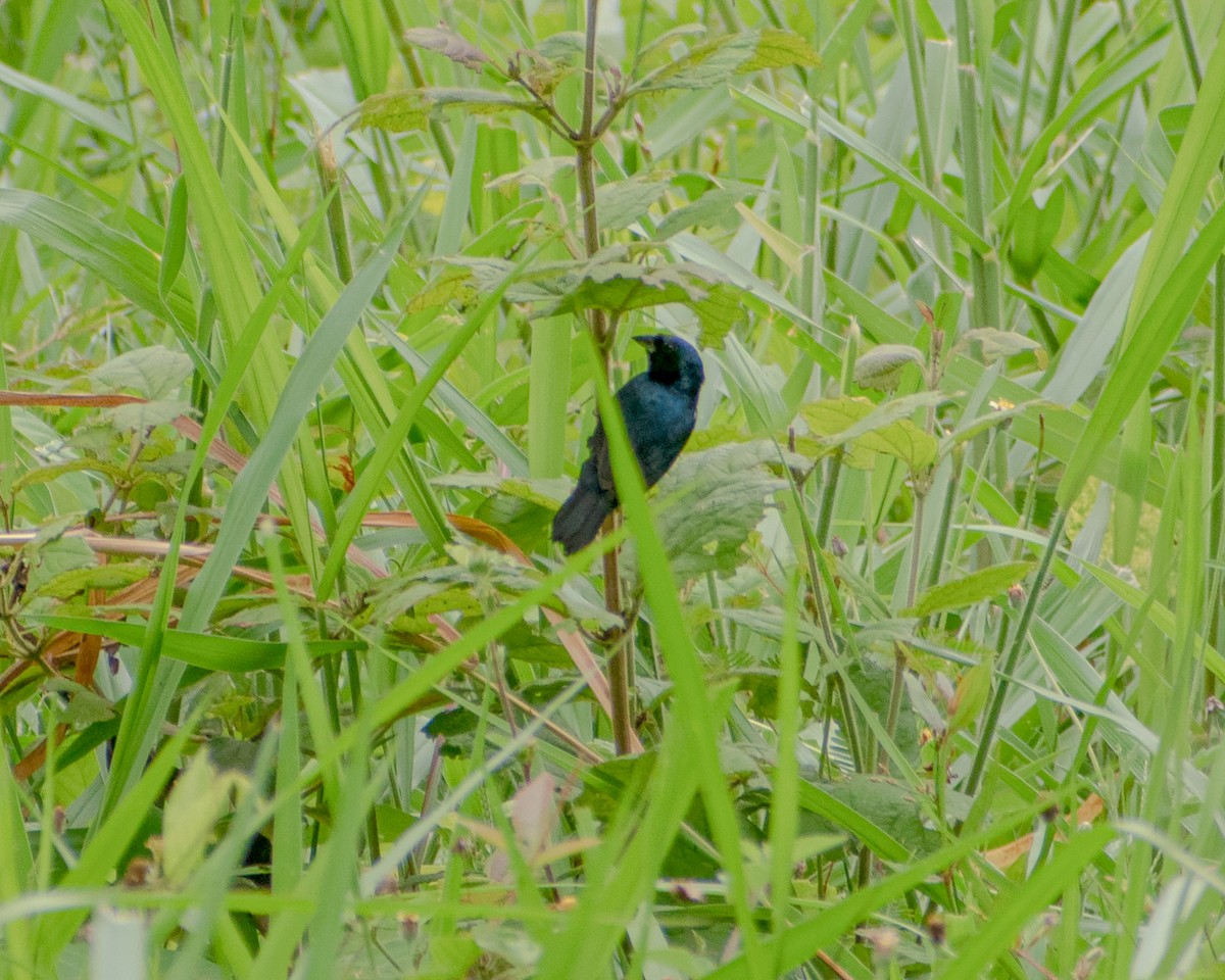 Blue-black Grassquit - Oscar  Cordón