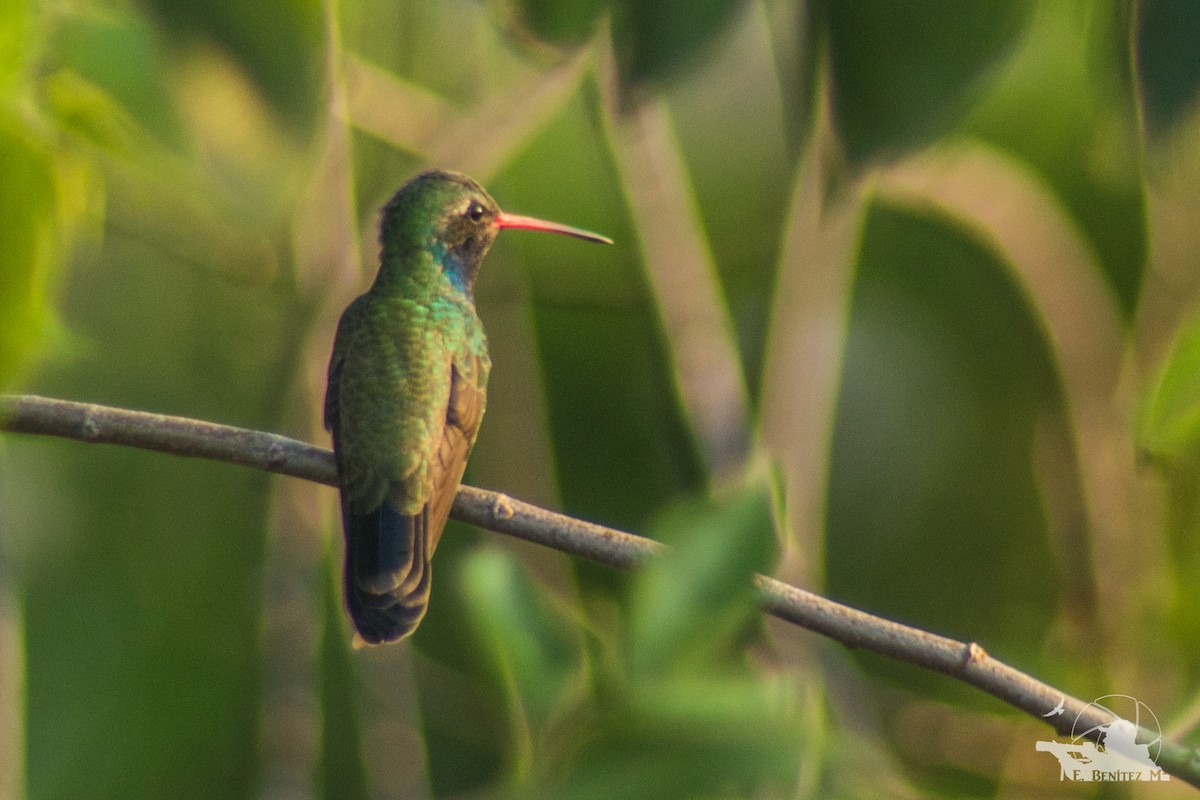 Broad-billed Hummingbird - Eleazar Benítez