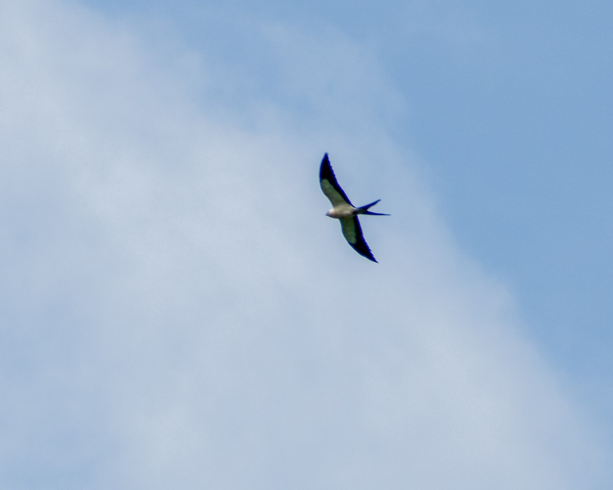 Swallow-tailed Kite - Oscar  Cordón