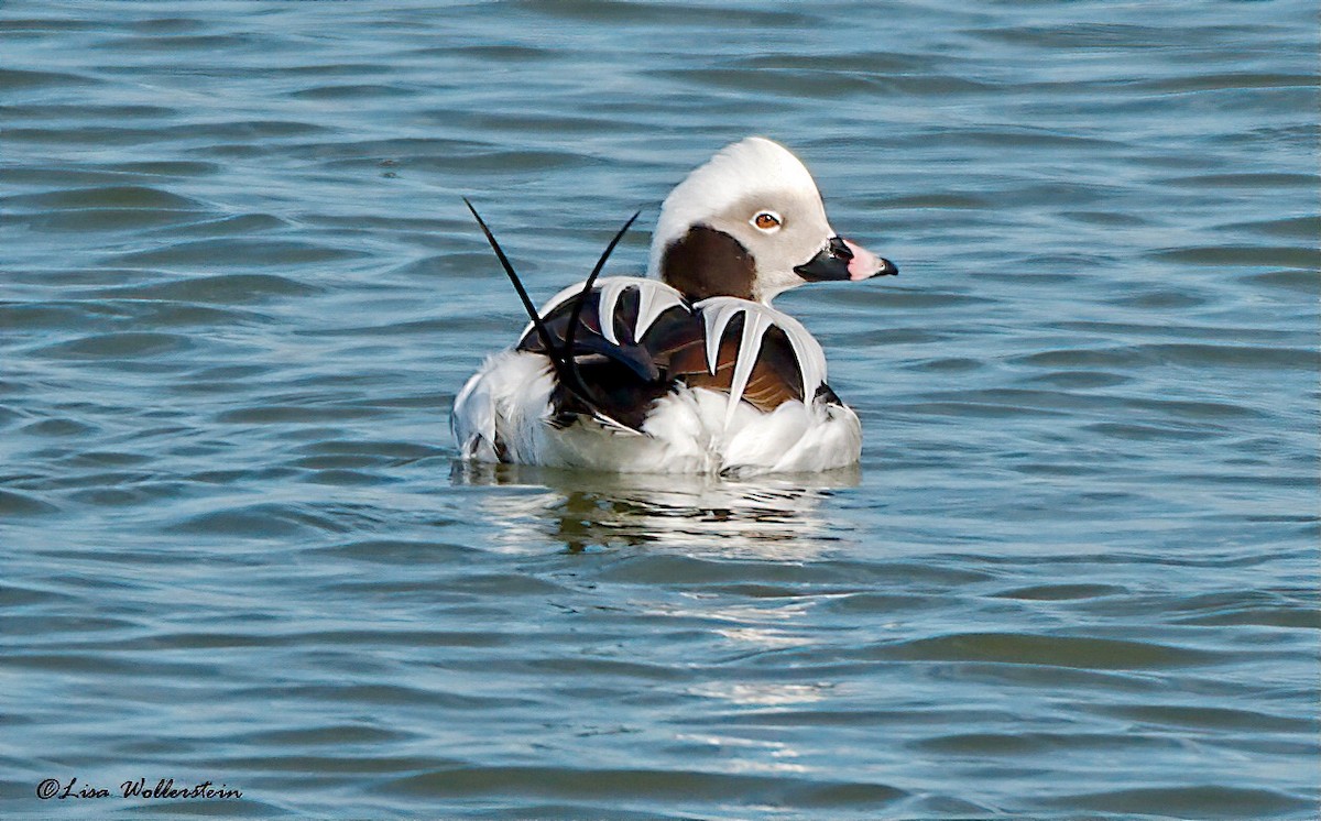Long-tailed Duck - ML304634151