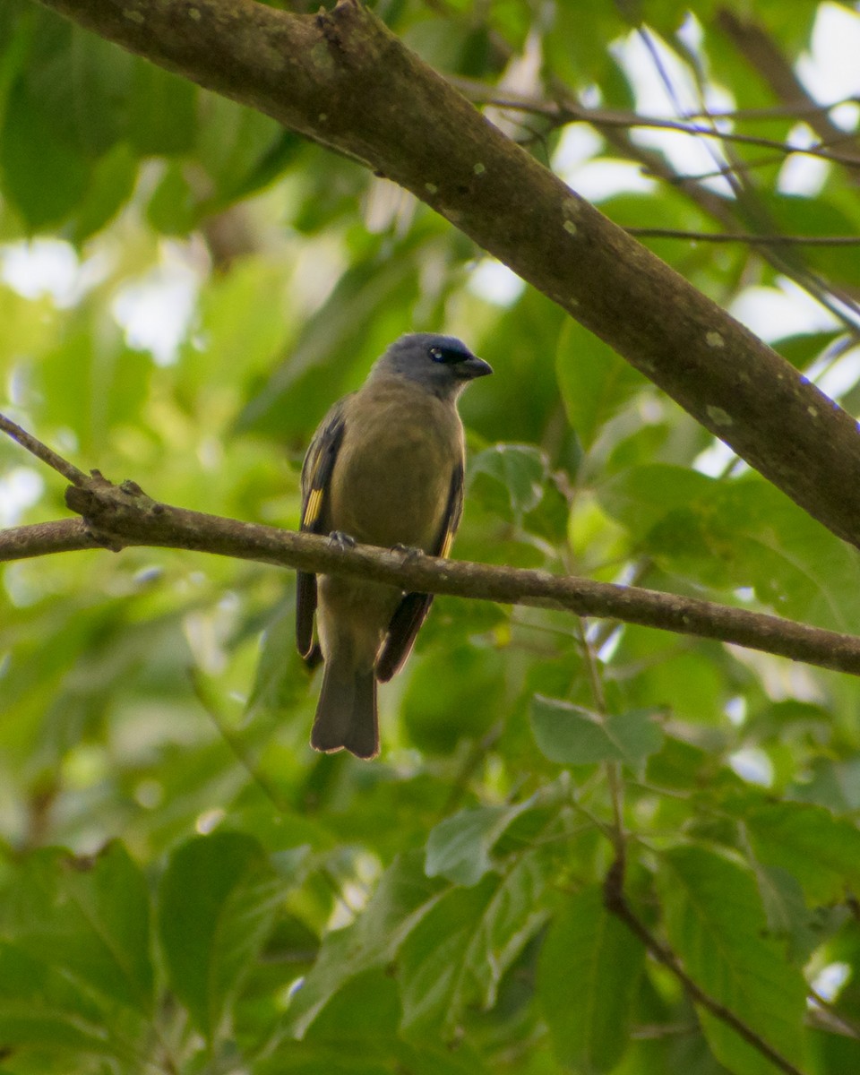 Yellow-winged Tanager - ML304634181