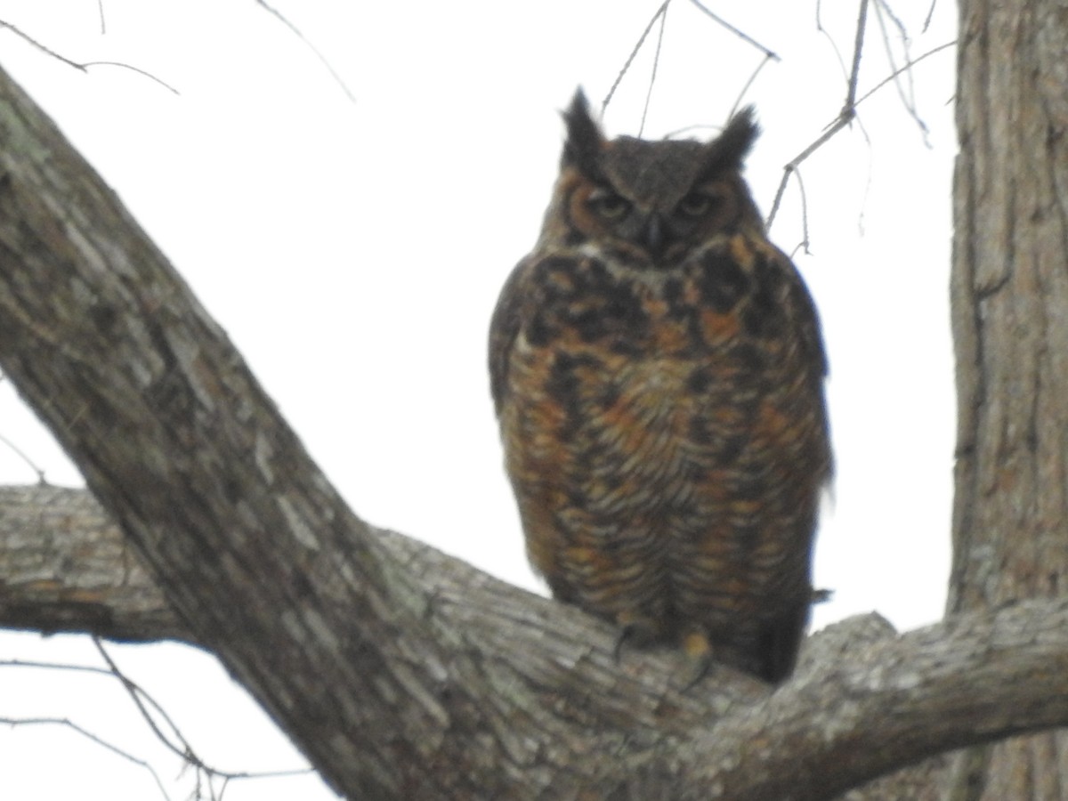 Great Horned Owl - ML304635241