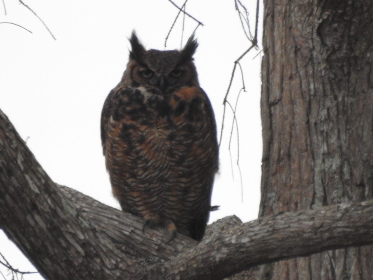 Great Horned Owl - ML304636111