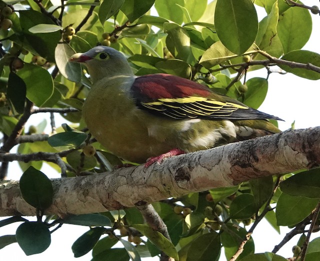 Thick-billed Green-Pigeon (Thick-billed)