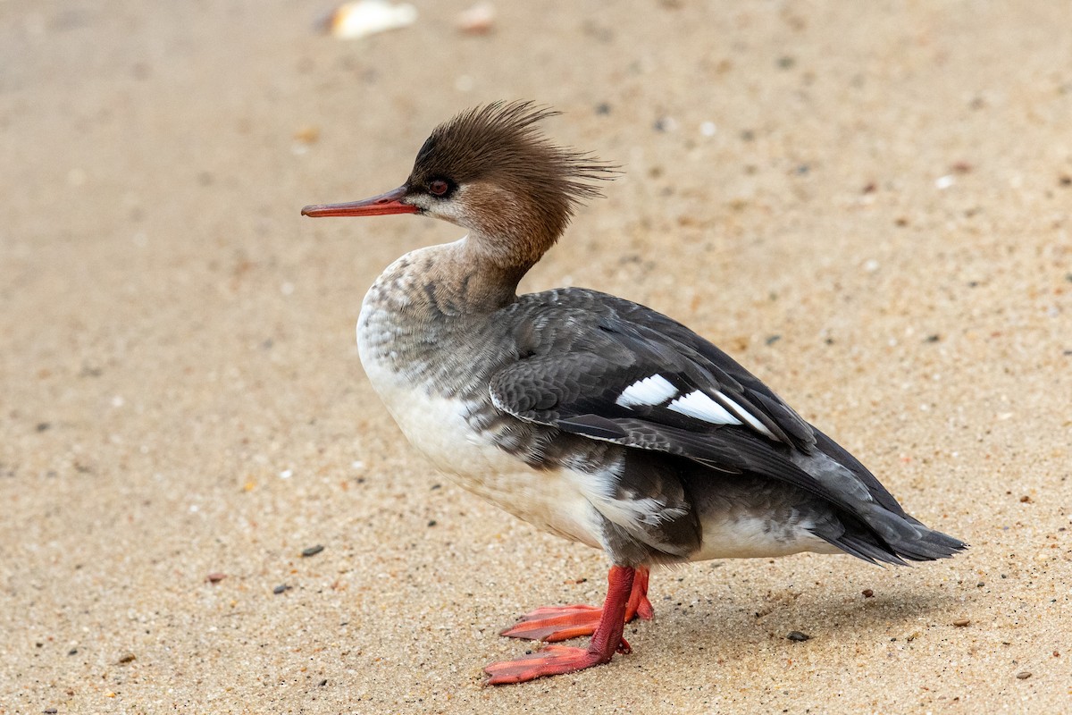 Red-breasted Merganser - Victor Stoll