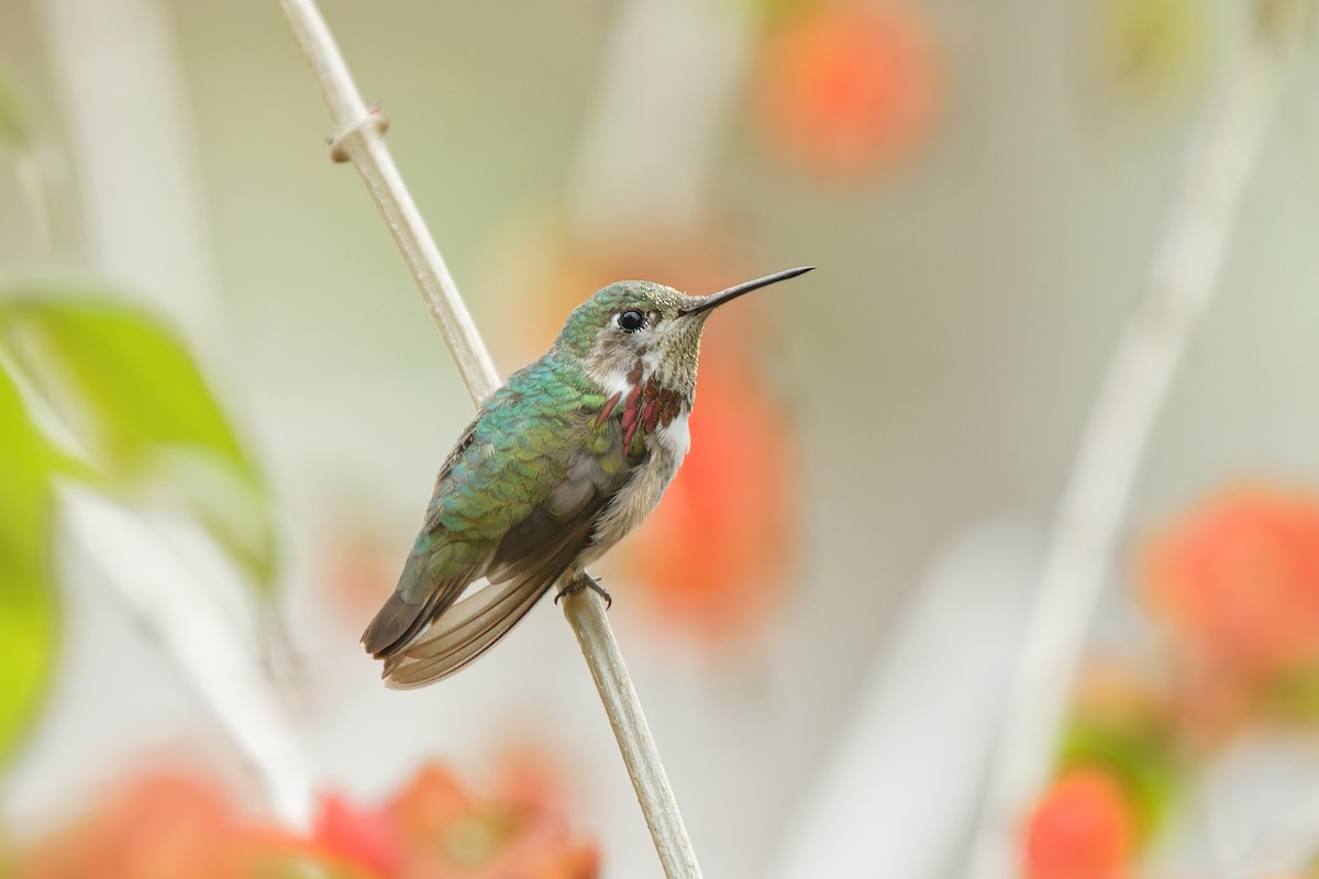 Calliope Hummingbird - Bruce Tyler