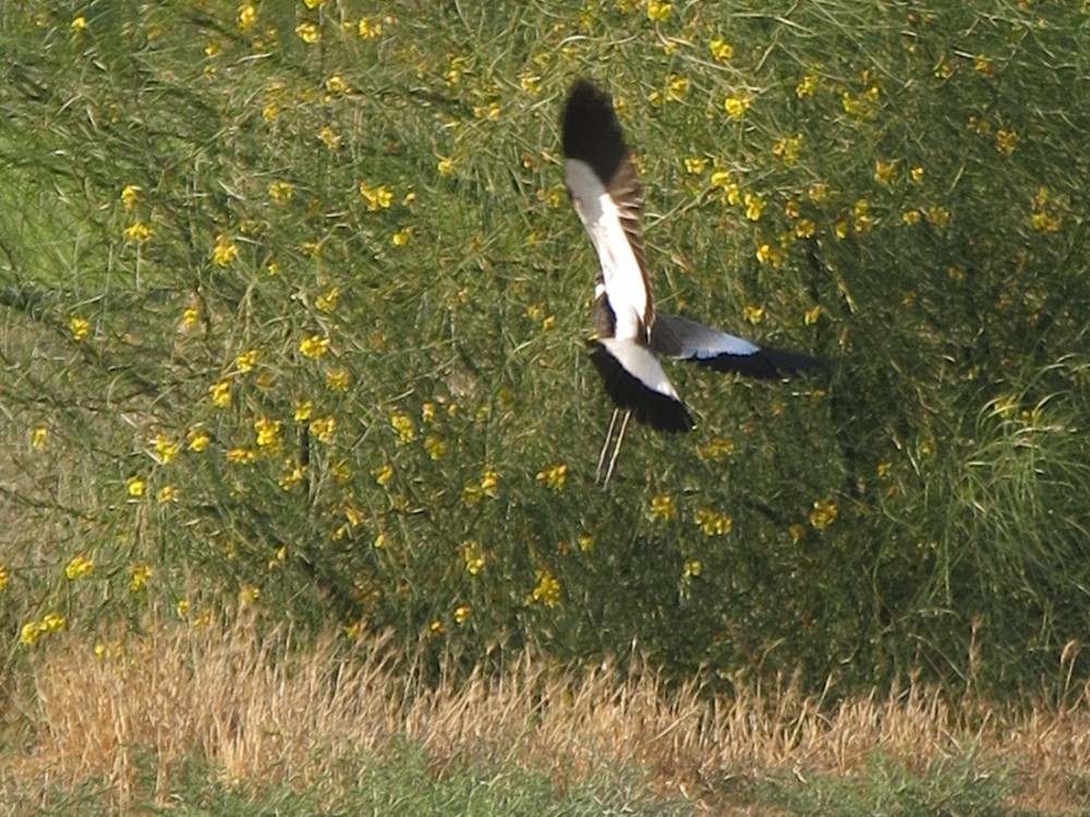 Spur-winged Lapwing - ML30464741