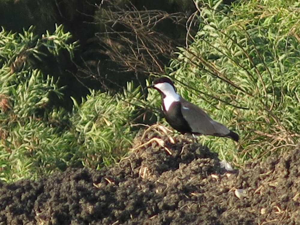 Spur-winged Lapwing - ML30464751