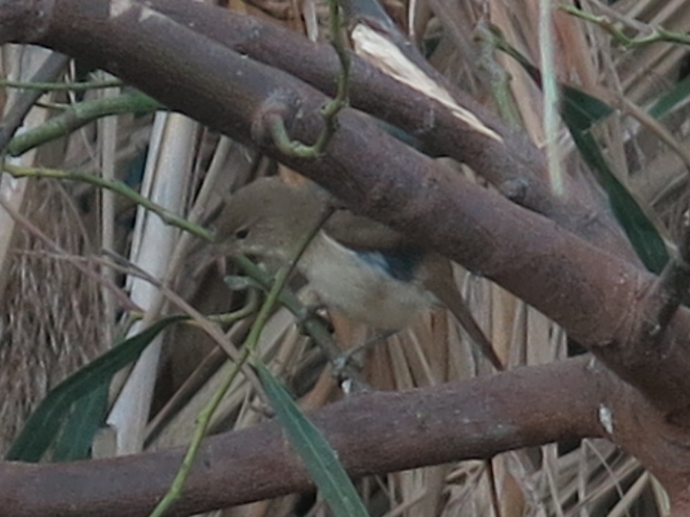 Common Reed Warbler (Caspian) - Pedro Fernandes
